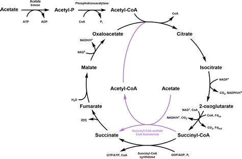 succinyl coa